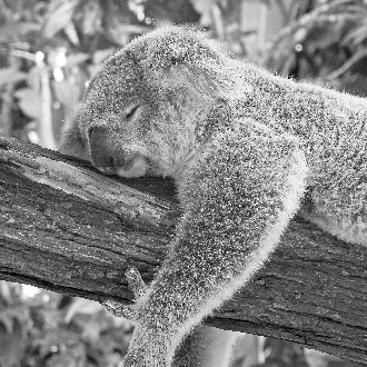 Cozy Koala Pillow Tree